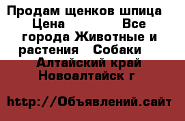 Продам щенков шпица › Цена ­ 25 000 - Все города Животные и растения » Собаки   . Алтайский край,Новоалтайск г.